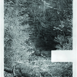 loup, fusain, 140 X 215 cm