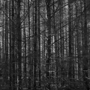 Jean-François Rogeboz "Dark Forest"