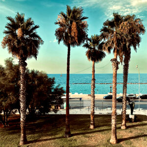 Les palmiers de Bari