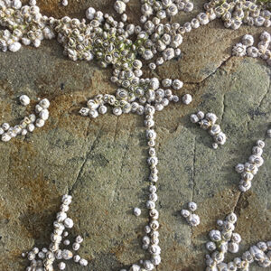 coquilles