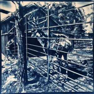 Le cerf-Cyanotype