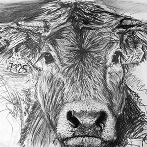 veau