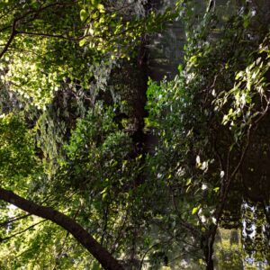 Aux Songes de l'Été *1